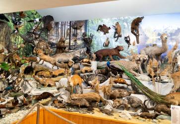 Zbierku asi 250 zvierat zskali v roku 2008 od nemeckch spolubratov z Bad Driburgu. Snmka: Erika Litvkov