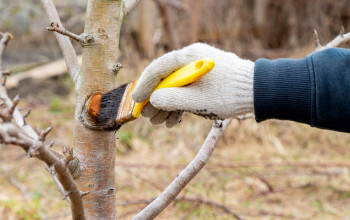 Nespr�vny rez m��e �rodu zn�i� i oddiali�