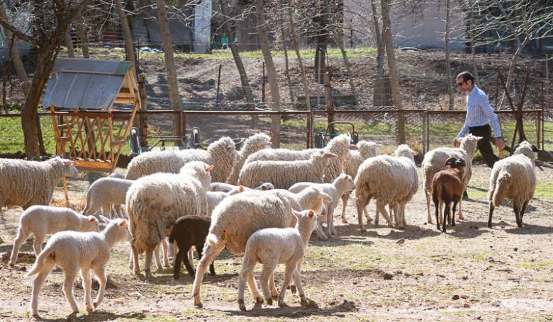 Chov oviec ako zmyslupln terapia - fotogalria