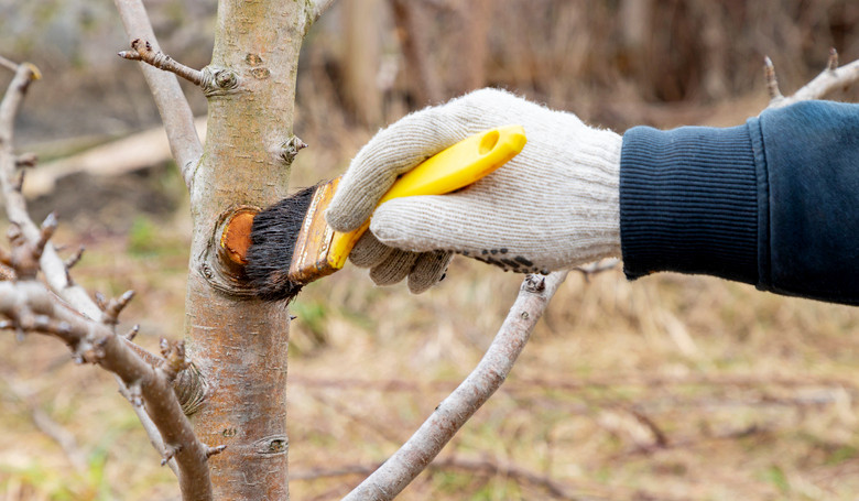 Nesprávny rez môže úrodu znížiť i oddialiť Nesprávny rez môže úrodu znížiť i oddialiť
