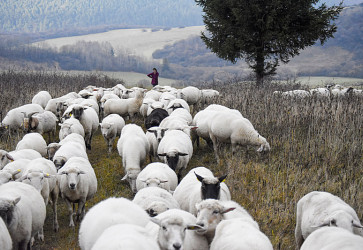 Pri dozeran� na st�do vekov� hranica nie je ur�en�. Sn�mka: Marianna Hal�skov�