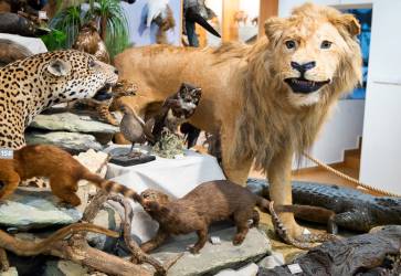 V Nemecku ruili misijn mzeum, cudzokrajn zvierat spolu s poetnou zbierkou motov, chrobkov i pavkov doputovali do Nitry. Snmka: Erika Litvkov