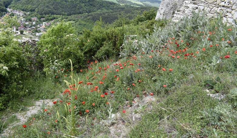 Nech je to naa vsada